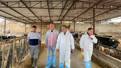 Aydın’da şap hastalığına karşı rekor aşılama hamlesi!