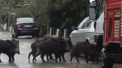 Yağışlar devam etti, domuzlar sokaklara indi: O anlar viral oldu!