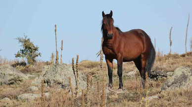 Afyon’da bulutlar ve yılkı atları aynı karede büyüledi!
