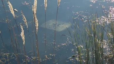 Ehliyetsiz sürücü araçla gölete düştü