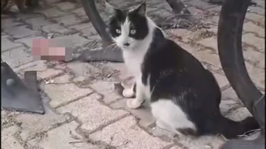 Elazığ’da yakaladığı fareyle oynayan kedi kamerada