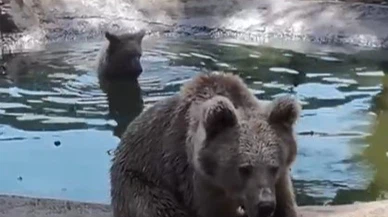 Bu görüntüler Bursa’dan: Ayılar kış uykusu öncesi güneş keyfinde