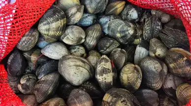 Kaçak midye baskını: Sürücüye rekor ceza!