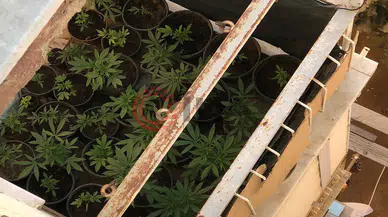 Haftalık denetimde şok eden manzara: Saksıdan çiçek beklerken kenevir çıktı!