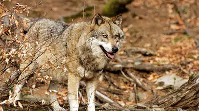 Ayazı beklemeden saldıran kurt dehşet saçtı!