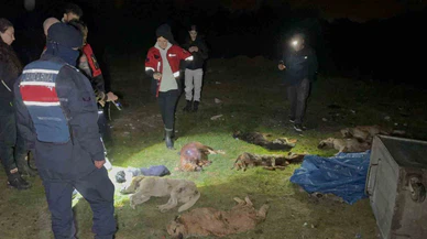 Sokakta değil, çöpte bulundular: Samsun’da 9 köpek telef oldu