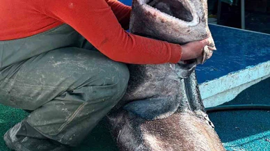 Balıkçı gözlerine inanamadı: Dev köpek balığı yalova’da!