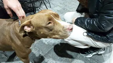 Küçük çocuklara saldırdı! O pitbull karantinaya alındı...