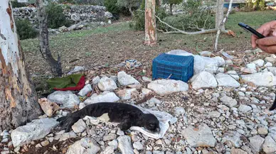 Fırtına kıyıya attı: Serçe Limanı’nda yavru fok kurtarıldı