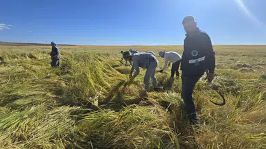 Diyarbakır’ın tescilli Karacadağ pirinci doğal yapısıyla öne çıkıyor