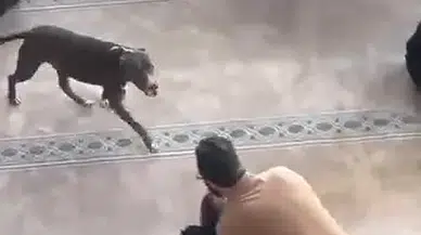 Kocaeli'de hutbe öncesi pitbull paniği! Dua yerine nabız yükseldi...