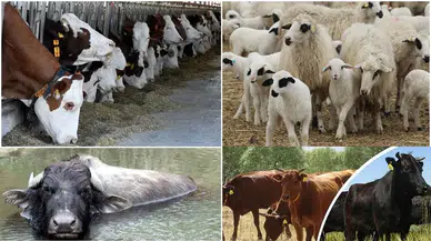 Tarım Bakanlığı’ndan üretimi artıracak 2,7 milyarlık dev yatırım!