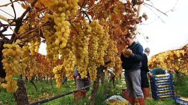 Sultaniye üzümlerinde hasat sezonu kapanıyor