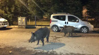 Afşin’de yerleşim yerine dayanan domuz sürüsü tedirginlik yarattı!
