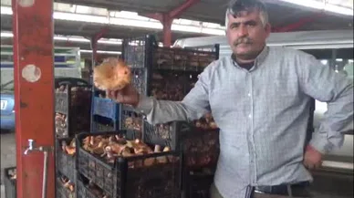 Kaz dağları’ndan sofralara: Çam melkisi yoğun ilgi görüyor!