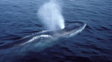 Arktik’ten alarm: Balinaların nefesinde katil virüs!