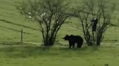 Ayıyla burun buruna geldi! O anlar cep telefonu kamerasına böyle yansıdı...