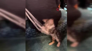 Tesbihler elden gitti: Camiye giren kedi kalpleri ısıttı!