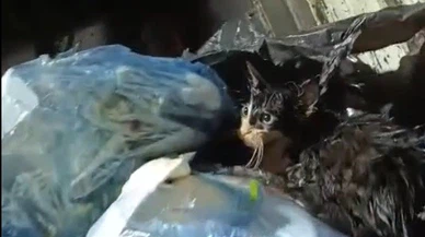 Bu nasıl vicdan! Kediyi poşete koyup çöpe attılar