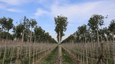 81 Yıllık fidanlık 2025’te sınırları zorladı: İşte rekorun ardındaki sır!