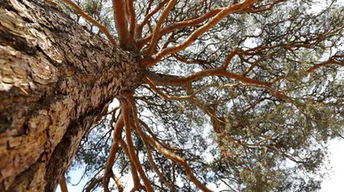 Ağaç kesimi tartışması kanlı bitti: Giresun’da icra görevlisine köyde saldırı!