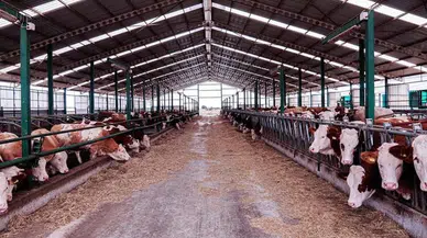 Seferihisar’daki şap vakası Urla’ya sıçradı: Bölge karantinada!