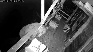 Trabzon’da balkona tırmanan ayının bal baskını kamerada!