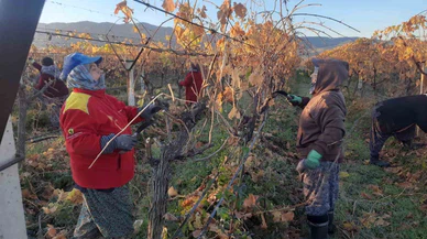Sarıgöl’de kadın emeğiyle bağlar yeniden hayat buluyor!