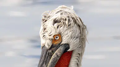 İzmir’in doğal hazinesi! Gediz Deltası pelikanlarla renklendi