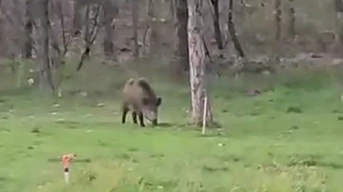 Üniversiteyi mesken tutan yaban domuzu öğrencilerin eğlencesi oldu