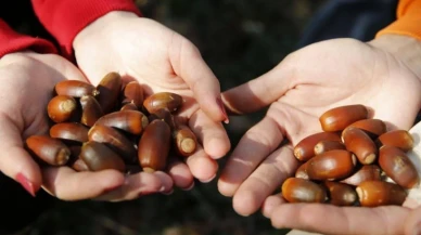Şeker hastalarına doğal çözüm! Meşe palamudu kestaneyi tahtından ediyor!