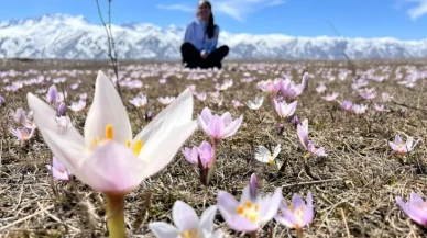 Kış Bitti, Güzellik Başladı! Hakkari'de Baharın İlk Işıkları Kardelenlerle Geldi