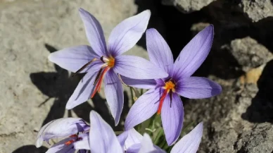 Bu Bitki Yalnızca Türkiye’de Yetişiyor: Kaçıranlara 557 Bin TL Ceza!