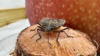 Fındık Üreticilerinin Kokarca Sorununa Çözüm Bulundu! Samuray Arısı Üretimi Hız Kazandı