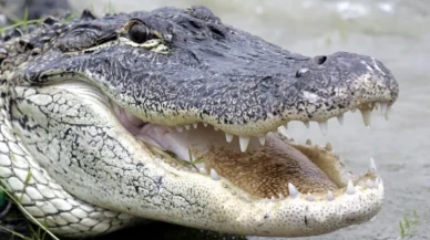 Güney Afrika’da Dehşet: 7 Yaşındaki Çocuk Timsah Saldırısında Kolunu Kaybetti