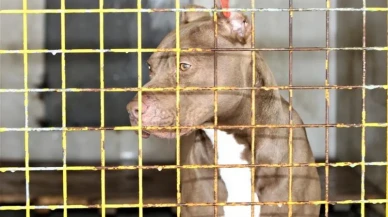 ABD'de silahlanma çılgınlığı: Artık köpekler bile silah kullanıyor!