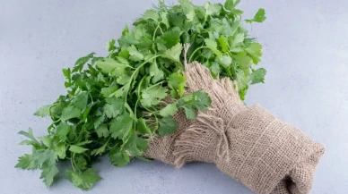 Böbrekleri Temizliyor, Vücudu Arındırıyor! Maydanozun Şaşırtıcı Etkileri