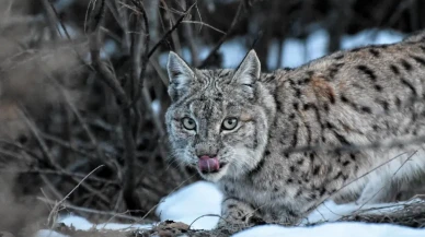 Nadir Anlara Tanıklık! Tunceli’de Vaşak Av Ararken Görüntülendi