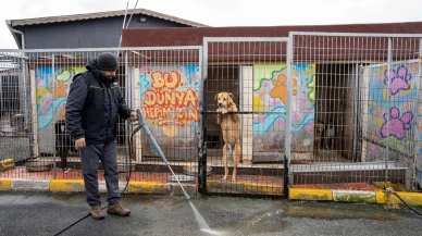Yedikule Hayvan Barınağı’nda Hijyen Devrimi! Kärcher Tüm Gücüyle Sahada