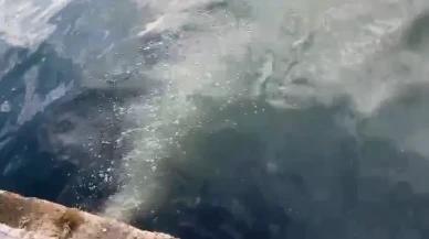 Marmara Denizi'nde kirlilik alarmı! İSKİ'ye ağır ceza