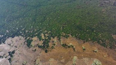 İzmir Körfezi alarm veriyor! Deniz Marulları neden çoğaldı?