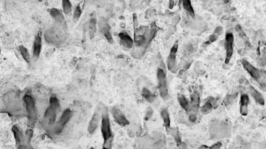 Yıllarca dekor sanıldı meğer 200 milyon yıllık bir hazineymiş!