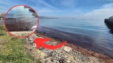 Sahile adım atanlar şoke oldu! Kızıl yosun istilası başladı