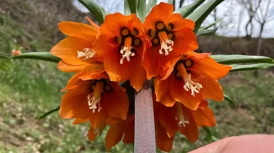 Sadece 20 Gün Yaşıyor! Bu Çiçeği Koparmak 244 Bin TL!