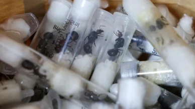 Kenya'da Karınca Operasyonu! Binlercesini Kaçırmak İsteyen “Çete” Yakalandı