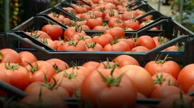 Yerli tarıma saldırı püskürtüldü! Bakanlık 1 ton tohumu geri gönderdi