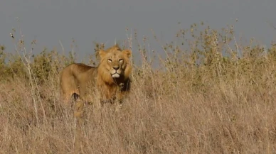 Kenya’da Aslan Dehşeti: 14 Yaşındaki Kız Vahşi Saldırıda Can Verdi