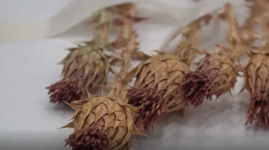 Şırnak'ın Şenoba Beldesi'nde Yeni Bitki Türü ''Erbilkızanı'' Literatüre Kazandırıldı