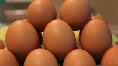 Yumurta ihracatında büyük hedef: 500 milyon dolar gelir kapıda!