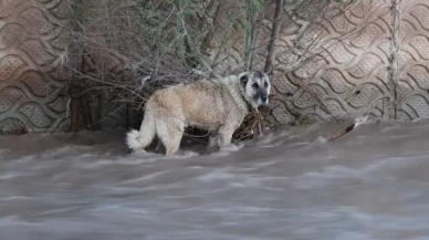 İnsanlık Ölmedi: Oltu Çayı’nda Sürüklenen Köpeği Devletin Şefkat Eli Kurtardı